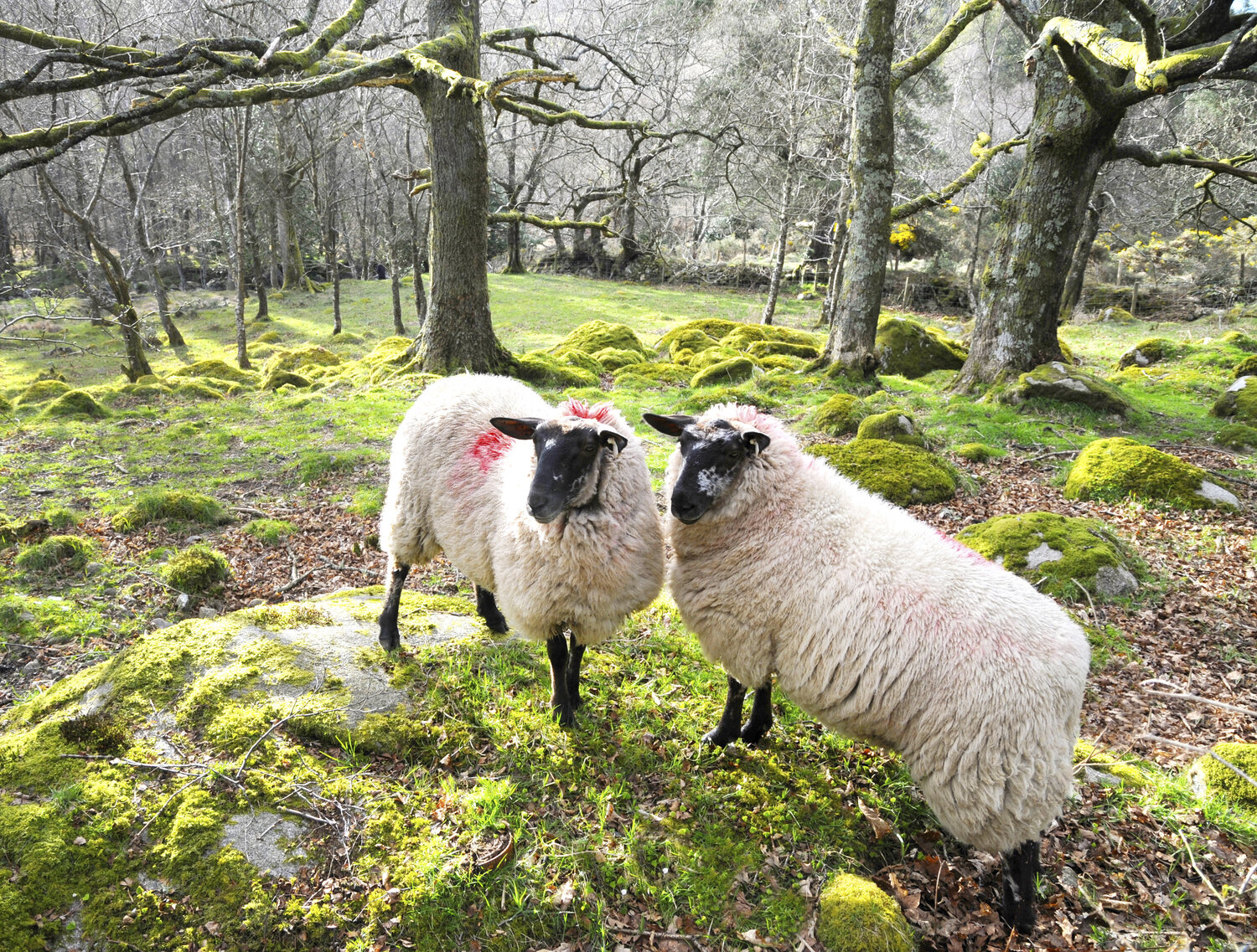 Sisters Gearoid Coakley