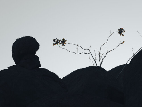 Before the Light Leaves von Carine Doutrelepont, Fotografie kaufen auf Singulart