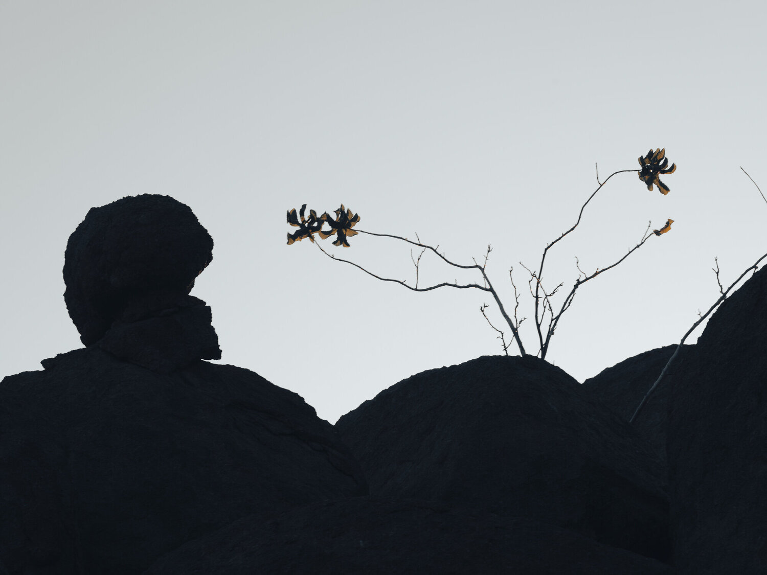Before the Light Leaves Carine Doutrelepont