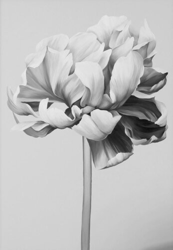 " Black and white peony "  Black white oil flowers de Yana Sagan, Pintura a la venta en Singulart