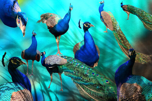 PEACOCKS van Gabriele Breu, Afdruk te koop op Singulart