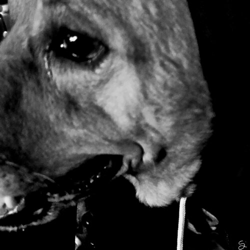 Pain van HANSA SETHI, Fotografie te koop op Singulart