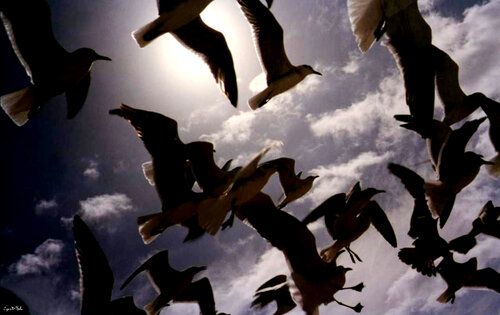 Happy seabirds von Eugenio Di Paolo, Fotografie kaufen auf Singulart