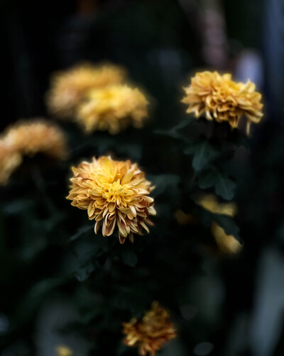 Nocturne in Gold - Limited Edition of 15 by Nick Maric, 사진 for Sale on Singulart