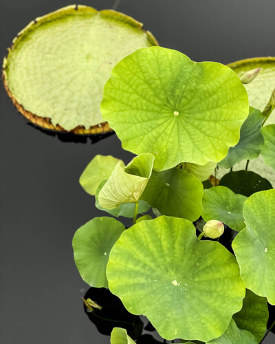The Cartographer's Lily - Limited Edition of 15 by Nick Maric, 사진 for Sale on Singulart