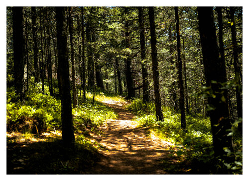 The Whispering Path - Limited Edition of 15 van Nick Maric, Fotografie te koop op Singulart