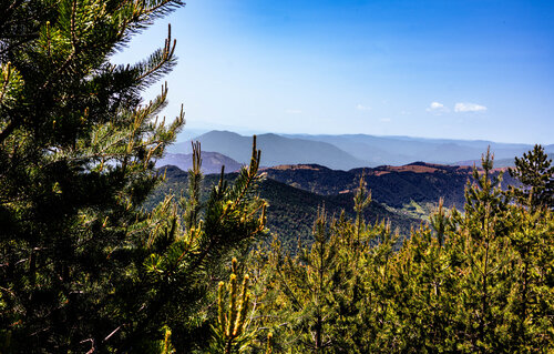 The Whispering Pines - Limited Edition of 15 par Nick Maric, Photographie en vente sur Singulart