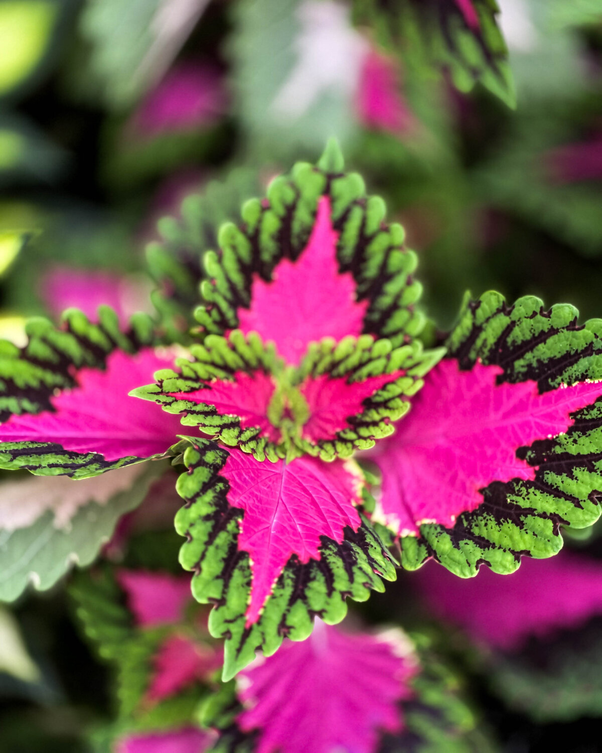 Pink and Green Mandala - Limited Edition of 15 Nick Maric Fotografie zu verkaufen