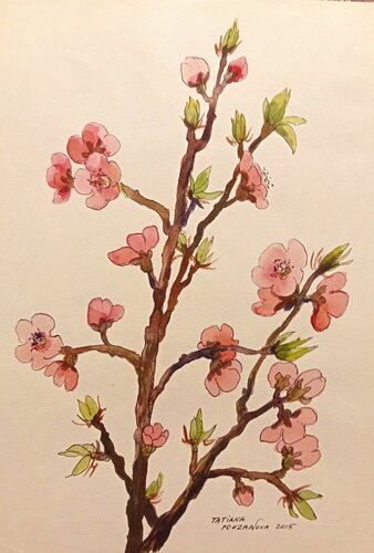 Cherry flowers by Tatiana Pouzanova-Galatch, Work on Paper for Sale on Singulart