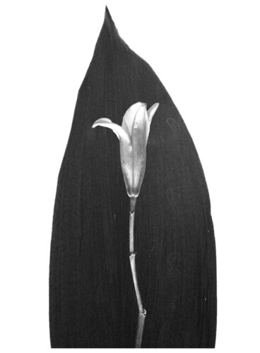 Botanica_6 di Veselin Borishev, Fotografia in vendita su Singulart