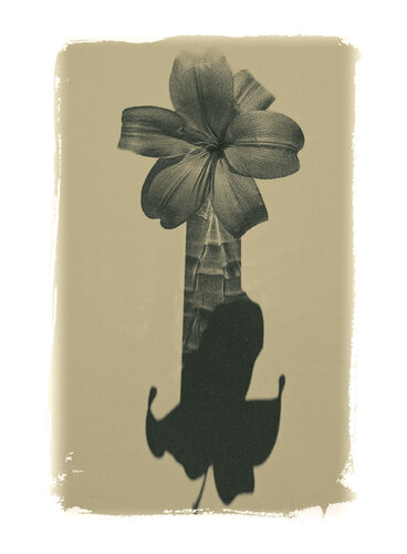Botanica_14 di Veselin Borishev, Fotografia in vendita su Singulart