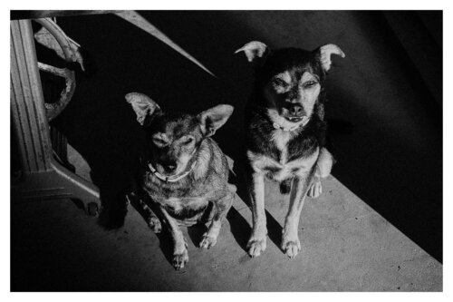 Pets and Other Species 4 di Veselin Borishev, Fotografia in vendita su Singulart