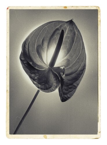 Botanica_3 von Veselin Borishev, Fotografie kaufen auf Singulart