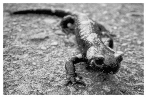 Pets and Other Species 9 van Veselin Borishev, Fotografie te koop op Singulart