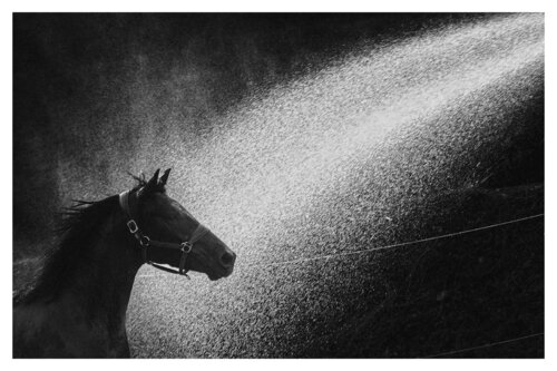 Pets and Other Species 28 di Veselin Borishev, Fotografia in vendita su Singulart