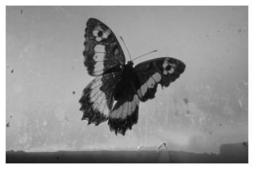 Pets and Other Species 5 von Veselin Borishev, Fotografie kaufen auf Singulart