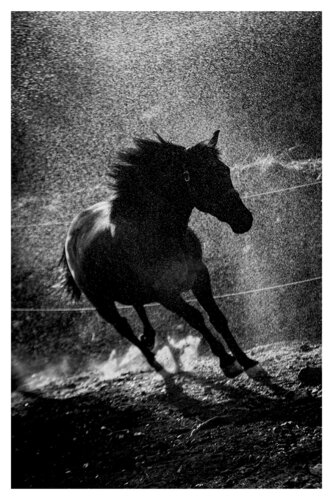 Pets and Other Species 26 van Veselin Borishev, Fotografie te koop op Singulart