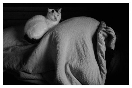 Pets and Other Species 24 Veselin Borishev