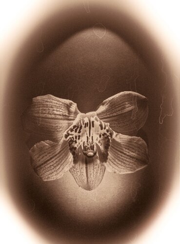 Botanica_2 von Veselin Borishev, Fotografie kaufen auf Singulart