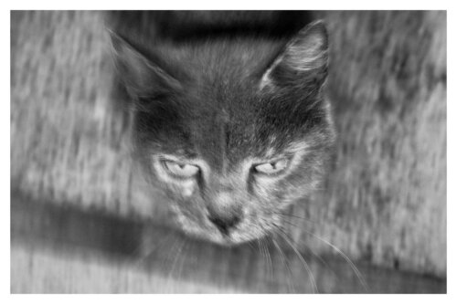 Pets and Other Species 19 von Veselin Borishev, Fotografie kaufen auf Singulart