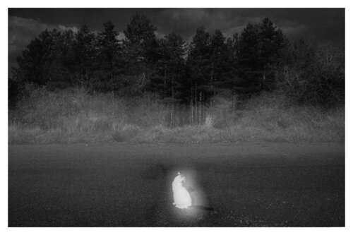 Pets and Other Species 10 von Veselin Borishev, Fotografie kaufen auf Singulart