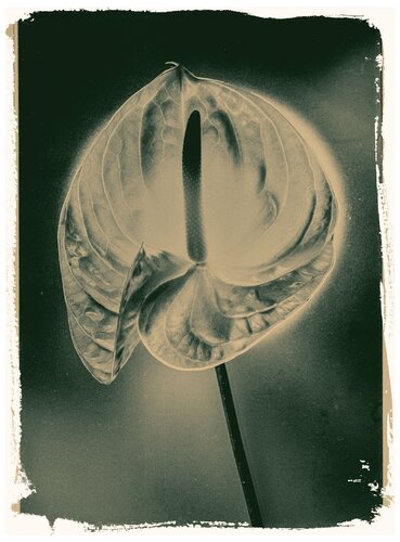 Botanica_10 di Veselin Borishev, Fotografia in vendita su Singulart