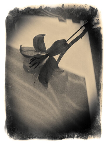 Botanica_5 by Veselin Borishev, Photography for Sale on Singulart