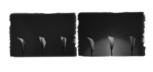 Botanica_16 von Veselin Borishev, Fotografie kaufen auf Singulart