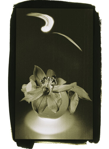 Botanica_8 by Veselin Borishev, Photography for Sale on Singulart