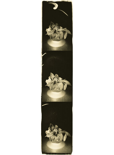 Botanica_7 de Veselin Borishev, Fotografía a la venta en Singulart