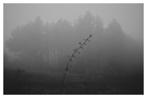 Misty morning di Veselin Borishev, Fotografia in vendita su Singulart