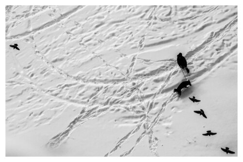 Pets and Other Species 36 by Veselin Borishev, Photography for Sale on Singulart