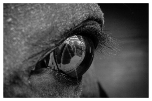 Pets and Other Species 88 von Veselin Borishev, Fotografie kaufen auf Singulart