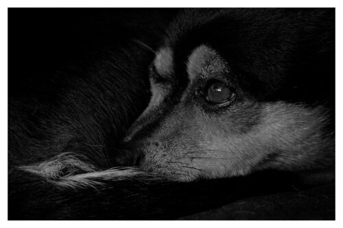 Pets and Other Species 80 by Veselin Borishev, Photography for Sale on Singulart
