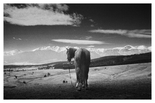 Pets and Other Species 161 von Veselin Borishev, Fotografie kaufen auf Singulart