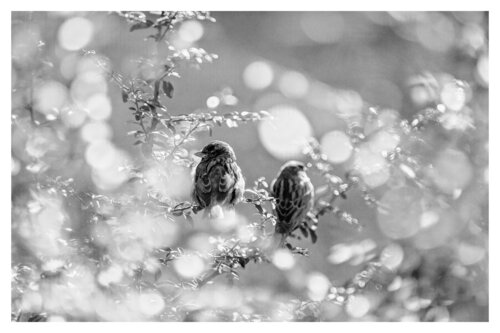 Pets and Other Species 265 von Veselin Borishev, Fotografie kaufen auf Singulart