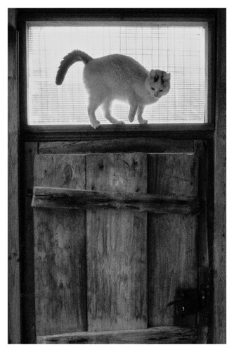 Pets and Other Species 281 von Veselin Borishev, Fotografie kaufen auf Singulart