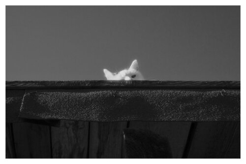 Pets and Other Species 103 von Veselin Borishev, Fotografie kaufen auf Singulart