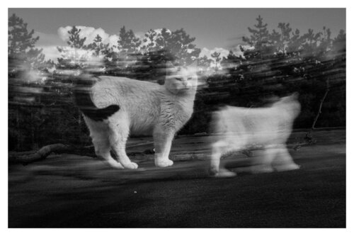 Pets and Other Species 41 Veselin Borishev