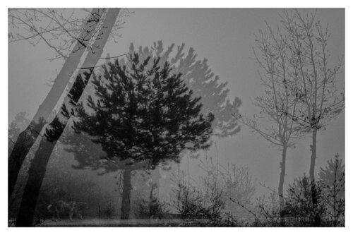Pets and Other Species 60 by Veselin Borishev, Photography for Sale on Singulart