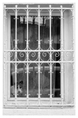 Pets and Other Species 284 di Veselin Borishev, Fotografia in vendita su Singulart