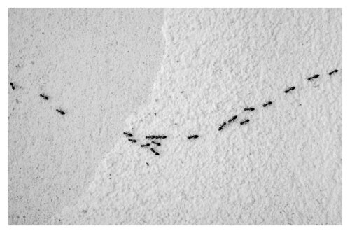 Pets and Other Species 216 par Veselin Borishev, Photographie en vente sur Singulart