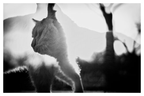 Pets and Other Species 141 par Veselin Borishev, Photographie en vente sur Singulart