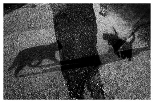 Pets and Other Species 111 by Veselin Borishev, Photography for Sale on Singulart