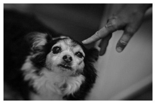 Pets and Other Species 276 by Veselin Borishev, Photography for Sale on Singulart