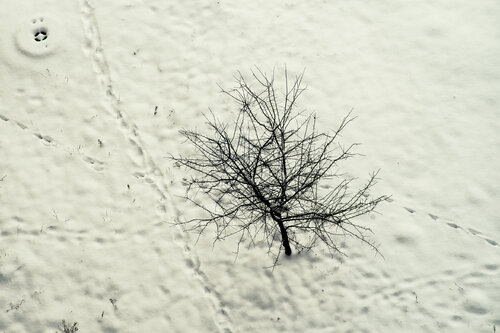 Tree Signature by Veselin Borishev, Photography for Sale on Singulart