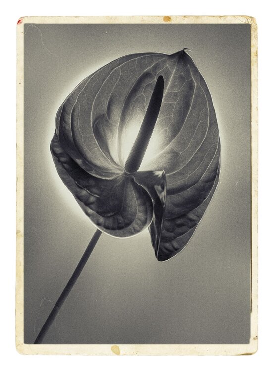 Botanica_3 Veselin Borishev