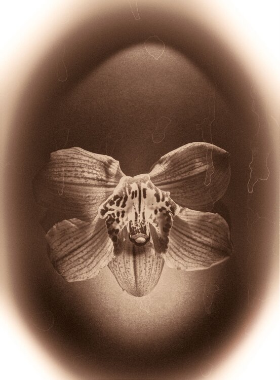 Botanica_2 Veselin Borishev