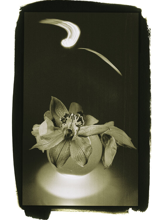 Botanica_8 Veselin Borishev