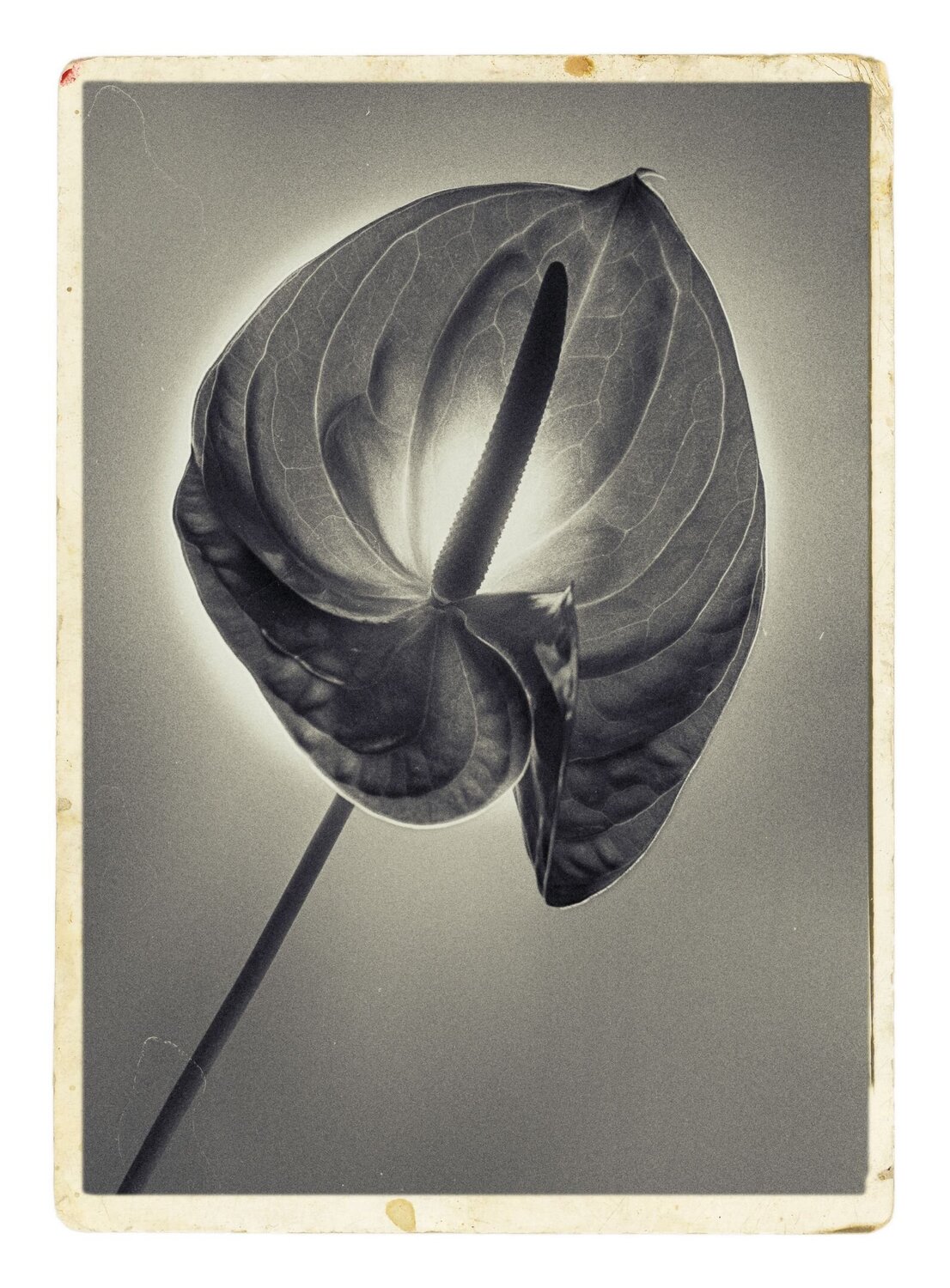 Botanica_3 Veselin Borishev